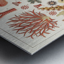 Great Barrier Reef Corals from The Great Barrier Reef of Australia 1893 by William Saville-Kent 1845-1908. Fig 1 : Seriatopora HystrixFig 2 : Stylopora PalmataFig 3 : Pcillpoora DamicornisFig 4 : Oculina FasciculataFig 5 : Echinopora horridaFig 6 :  Metal print