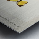 Little Sulphur Terias Lisa from Moths and butterflies of the United States 1900 by Sherman F. Denton 1856-1937.  Metal print