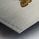 Silver-bordered Fritillary Argynnis Myrina from Moths and butterflies of the United States 1900 by Sherman F. Denton 1856-1937.  Metal print