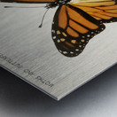 Monarch Butterfly Danais Archippus from Moths and butterflies of the United States 1900 by Sherman F. Denton 1856-1937.  Impression metal