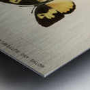 Southern Dogface Meganostoma Caesonia from Moths and butterflies of the United States 1900 by Sherman F. Denton 1856-1937.  Metal print