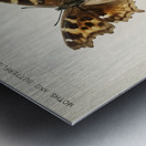 Compton Tortoiseshell Grapta J-Album from Moths and butterflies of the United States 1900 by Sherman F. Denton 1856-1937.  Metal print