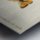 Orange Sulphur Colias Eurytheme from Moths and butterflies of the United States 1900 by Sherman F. Denton 1856-1937.  Metal print