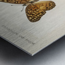 Variegated Fritillary Euptoieta Claudia from Moths and butterflies of the United States 1900 by Sherman F. Denton 1856-1937.  Metal print