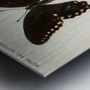 Spicebush Swallowtail Papilio Troilus from Moths and butterflies of the United States 1900 by Sherman F. Denton 1856-1937.  Metal print