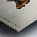 Fire-rim Tortoiseshell Vanessa Milberti from Moths and butterflies of the United States 1900 by Sherman F. Denton 1856-1937.  Metal print