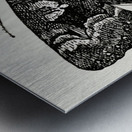 Epione Underwing Catocala epione from Moths and butterflies of the United States 1900 by Sherman F. Denton 1856-1937.  Metal print