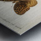 Great Spangled Fritillary Argynnis Cybele from Moths and butterflies of the United States 1900 by Sherman F. Denton 1856-1937.  Metal print