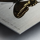 Black Swallowtail Papilio Asterias from Moths and butterflies of the United States 1900 by Sherman F. Denton 1856-1937.  Metal print