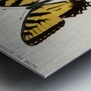 Eastern Tiger Swallowtail Papilio Turnus from Moths and butterflies of the United States 1900 by Sherman F. Denton 1856-1937.  Metal print