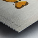 Sleepy Orange Terias Nicippe from Moths and butterflies of the United States 1900 by Sherman F. Denton 1856-1937.  Metal print