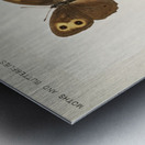 Wood-nymph Satyrus Alope from Moths and butterflies of the United States 1900 by Sherman F. Denton 1856-1937.  Metal print