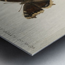 Mourning Cloak Vanessa Antiopa from Moths and butterflies of the United States 1900 by Sherman F. Denton 1856-1937.  Metal print