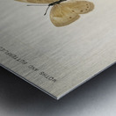 Eyed Brown Butterfly Neonympha Canthus from Moths and Butterflies of the United States 1900 by Sherman F. Denton 1856-1937.  Metal print