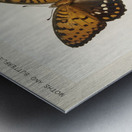 Regal Fritillary Argynnis Idalia from Moths and butterflies of the United States 1900 by Sherman F. Denton 1856-1937.  Metal print