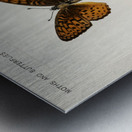 Atlantis Fritillary Argynnis Atlantis from Moths and butterflies of the United States 1900 by Sherman F. Denton 1856-1937.  Metal print