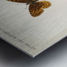 Meadow Fritillary Argynnis Bellona from Moths and butterflies of the United States 1900 by Sherman F. Denton 1856-1937.  Metal print