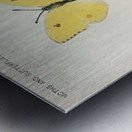 Cloudless Sulphur Callidryas Eubule from Moths and butterflies of the United States 1900 by Sherman F. Denton 1856-1937.  Metal print