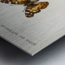 Pyrameis Huntera Brazilian painted lady from Moths and butterflies of the United States 1900 by Sherman F. Denton 1856-1937.  Metal print