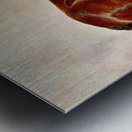 Clydesdale Stallion Prince of Albion Frank Babbage English 1858–1916 Metal print