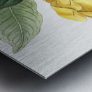 De Candolles talaum tree from Edwards Botanical Register 1829-1847  by Sydenham Edwards John Lindley and James Ridgway. Metal print