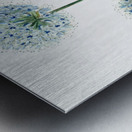 Blue leek from Edwards Botanical Register 1829-1847  by Sydenham Edwards John Lindley and James Ridgway. Metal print