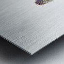 Meadow squill from Edwards Botanical Register 1829-1847  by Sydenham Edwards John Lindley and James Ridgway. Metal print