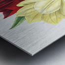 Rough stemmed tulip from Edwards Botanical Register 1829-1847  by Sydenham Edwards John Lindley and James Ridgway. Metal print