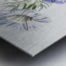 Sky blue alona from Edwards Botanical Register 1829-1847  by Sydenham Edwards John Lindley and James Ridgway. Metal print