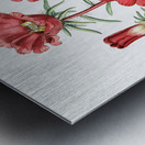 Portulaca splendens from Edwards Botanical Register 1829-1847  by Sydenham Edwards John Lindley and James Ridgway. Metal print