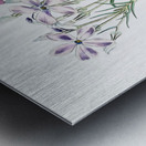 Shewy phlox from Edwards Botanical Register 1829-1847  by Sydenham Edwards John Lindley and James Ridgway. Metal print