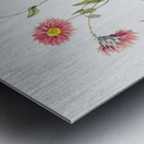 Captain Mangles rhodanthe from Edwards Botanical Register 1829-1847  by Sydenham Edwards John Lindley and James Ridgway. Metal print