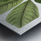 Large-leaved tristania from Edwards Botanical Register 1829-1847  by Sydenham Edwards John Lindley and James Ridgway. Metal print