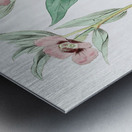 Long Branched Enothera from Edwards Botanical Register 1829-1847  by Sydenham Edwards John Lindley and James Ridgway. Metal print