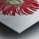 Red-Edged Fig Marigold from Edwards Botanical Register 1829-1847  by Sydenham Edwards John Lindley and James Ridgway. Metal print