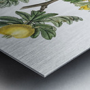 Tansy-leaved hawthorn from Edwards Botanical Register 1829-1847  by Sydenham Edwards John Lindley and James Ridgway. Metal print