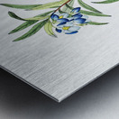 Narrow leaved sollya from Edwards Botanical Register 1829-1847  by Sydenham Edwards John Lindley and James Ridgway. Metal print