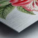 Donckelaers japan camelia from Edwards Botanical Register 1829-1847  by Sydenham Edwards John Lindley and James Ridgway. Metal print