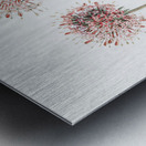 Long-styled crucianella from Edwards Botanical Register 1829-1847  by Sydenham Edwards John Lindley and James Ridgway. Metal print