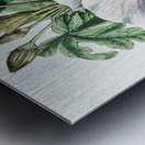 Mrs. Wrays hibiscus from Edwards Botanical Register 1829-1847  by Sydenham Edwards John Lindley and James Ridgway. Metal print