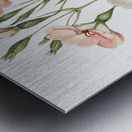 Dark-eyed viscaria from Edwards Botanical Register 1829-1847  by Sydenham Edwards John Lindley and James Ridgway. Metal print