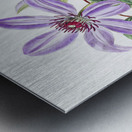 Violet clematis flower from Edwards Botanical Register 1829-1847  by Sydenham Edwards John Lindley and James Ridgway. Metal print