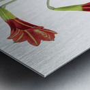 Habranthus phycelloides from Edwards Botanical Register 1829-1847  by Sydenham Edwards John Lindley and James Ridgway. Metal print