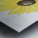 Californian Sunflower from Edwards Botanical Register 1829-1847  by Sydenham Edwards John Lindley and James Ridgway. Metal print