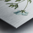 Shewy nemophila from Edwards Botanical Register 1829-1847  by Sydenham Edwards John Lindley and James Ridgway. Metal print