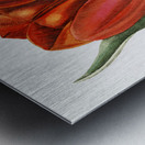 Gesners tulip from Edwards Botanical Register 1829-1847  by Sydenham Edwards John Lindley and James Ridgway. Metal print