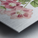 Rhomb leaved palavia from Edwards Botanical Register 1829-1847  by Sydenham Edwards John Lindley and James Ridgway. Metal print