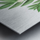 Two-edged dendrobium from Edwards Botanical Register 1829-1847  by Sydenham Edwards John Lindley and James Ridgway. Metal print