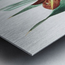 The parrot gladiole from Edwards Botanical Register 1829-1847  by Sydenham Edwards John Lindley and James Ridgway. Metal print