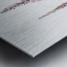 Stem-clasping polygonum from Edwards Botanical Register 1829-1847  by Sydenham Edwards John Lindley and James Ridgway. Metal print